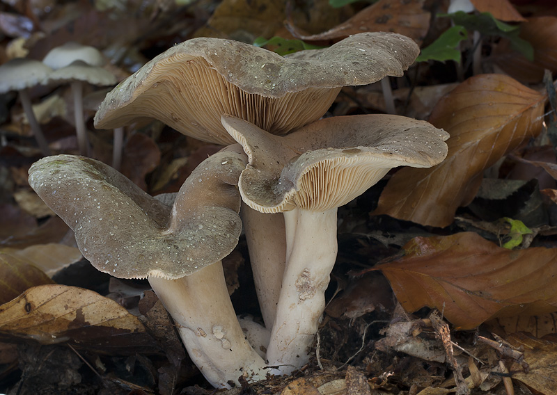 Lactarius pterosporus